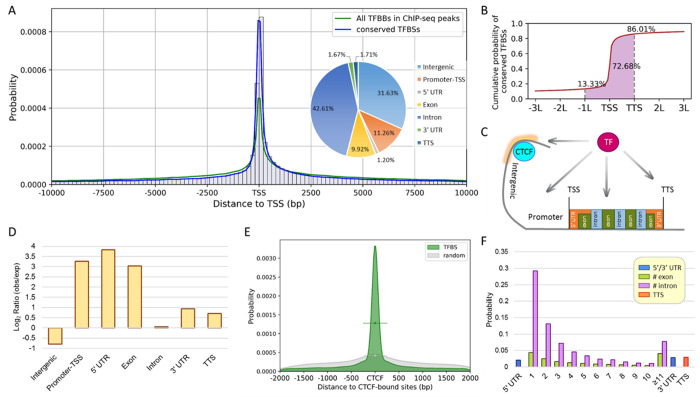 Positional distribution of transcription factor binding sites in the human genome.