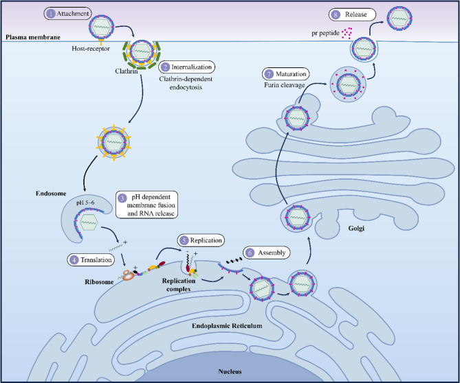 Metabolic characteristics in orthoflaviviral infections: unveiling pathogenic mechanisms and therapeutic targets.