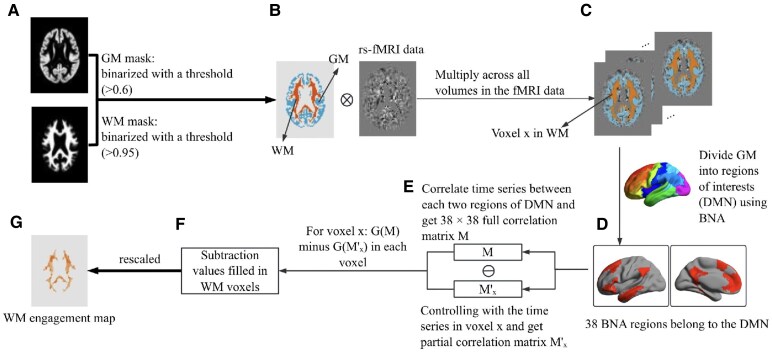 Longitudinal effects of sex differences and apolipoprotein E genotype on white matter engagement among elderly.