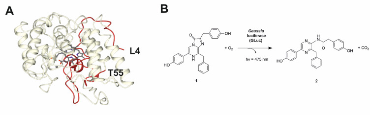 Identification of improved signal peptides for heterologous expression in Saccharomyces using a screen that exploits Gaussia luciferase.