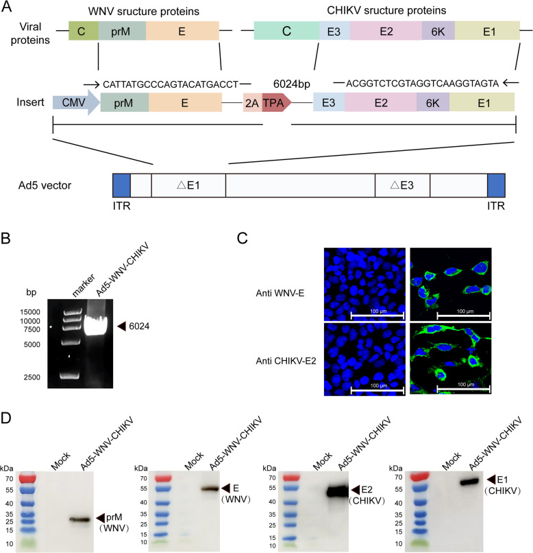 Humoral and cellular immune response to a single dose of a novel bivalent recombinant adenovirus-vector vaccine against West Nile virus and chikungunya virus in mice.