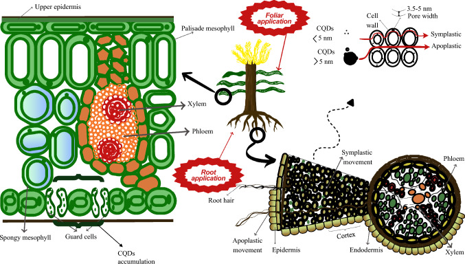Carbon quantum dots as versatile nanomaterials for improving soil health and plant stress tolerance: a comprehensive review.