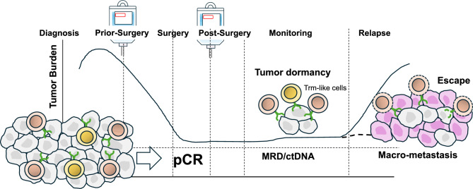 Why combine and why neoadjuvant? Tumor immunological perspectives on chemoimmunotherapy in triple-negative breast cancer.