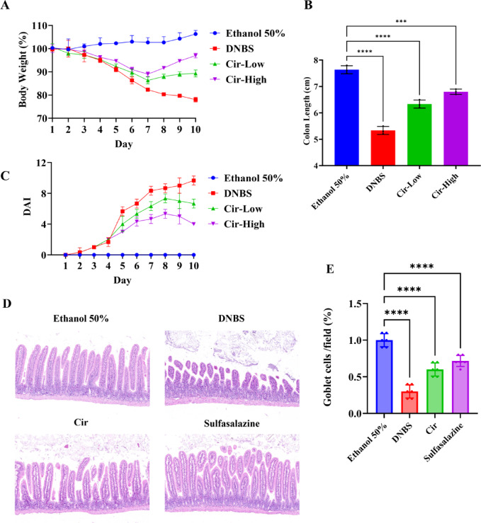 Cirsiliol alleviates experimental inflammatory bowel disease via restoration of intestinal barrier integrity and inhibition of NF-κB and MAPK pathways.