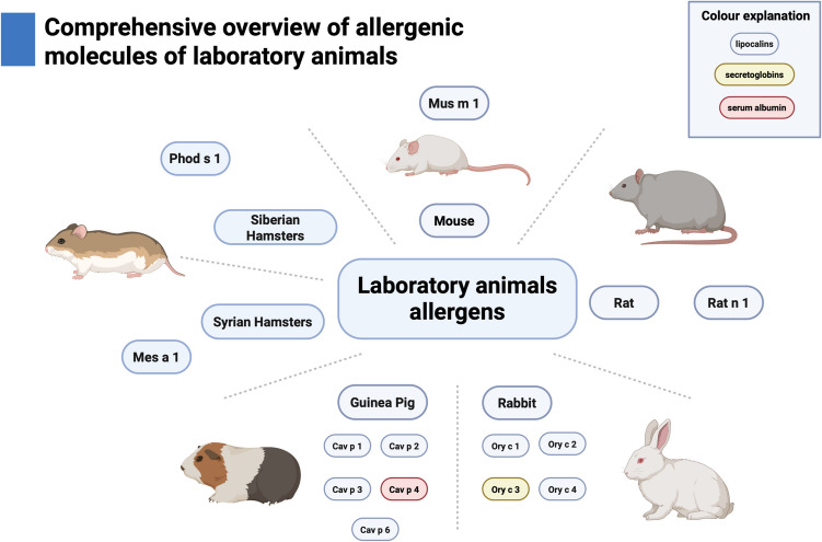 Furry Animal Allergy: Lipocalins, Serum Albumins, and Secretoglobins-Cross-Reactivity, Diagnosis, and Management Strategies.