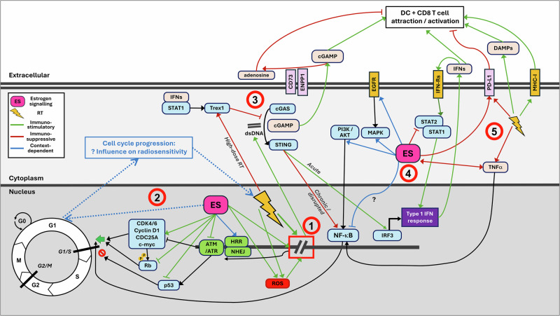 The untapped potential of radiation and immunotherapy for hormone receptor-positive breast cancer.