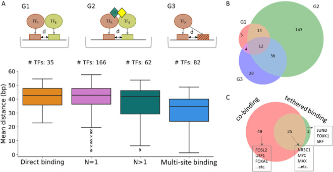 Positional distribution of transcription factor binding sites in the human genome.