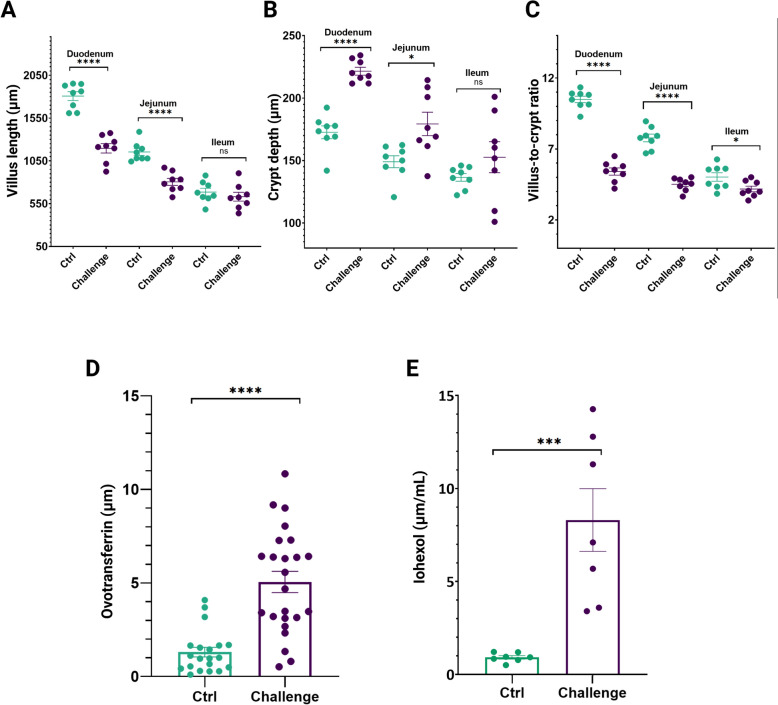 Proteomic profiling of dysbiosis-challenged broilers reveals potential blood biomarkers for intestinal health.