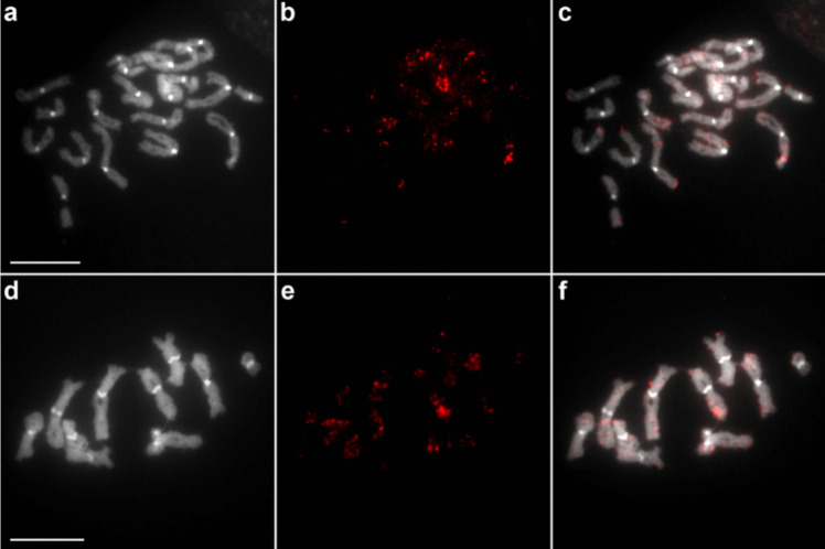 Discovery of new chromosomal markers through repeatome analysis of Caryophyllaeus laticeps (Caryophyllidea).