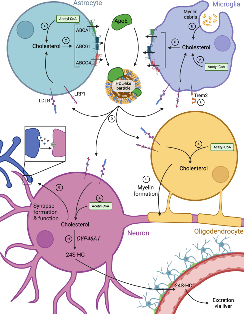 Cholesterol in the CNS: functions, recycling and remyelination.