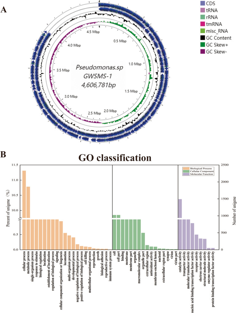 Genomic analysis of Pseudomonas sp. GWSMS-1 isolated from Antarctica reveals its potential in Chitin hydrolysis.