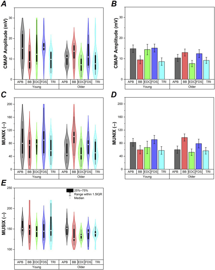 Impact of aging and body mass index on upper extremity motor unit number index and size.