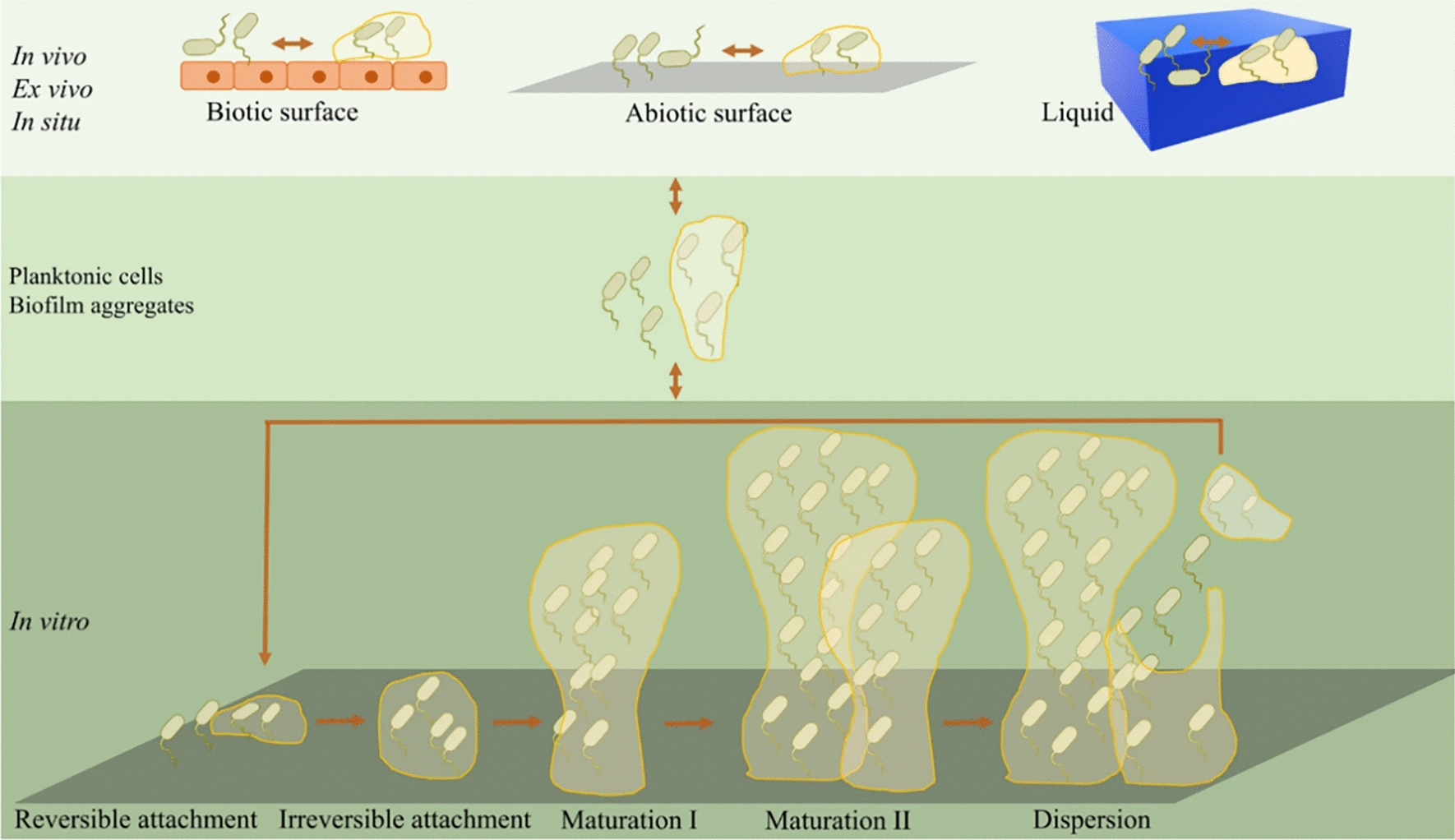 Natural phytochemical-based strategies for antibiofilm applications.