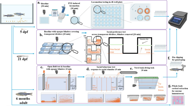 Zebrafish mecp2 null-mutation increases anxiety and cortisol levels but no change in adult social preference and larval chemically-induced hyperlocomotion.