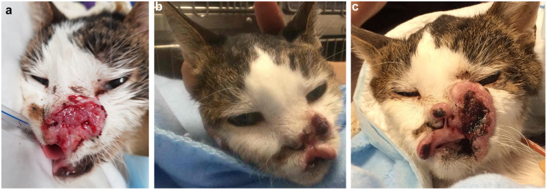 Electrochemotherapy is effective in the treatment of early-stage feline cutaneous squamous cell carcinoma.