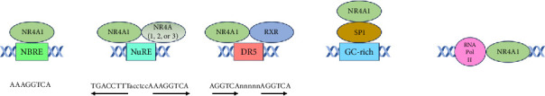 Functional Changes Associated With the Subcellular Localization of the Nuclear Receptor NR4A1.