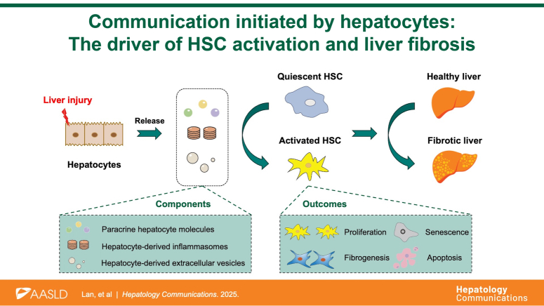 Communication initiated by hepatocytes: The driver of HSC activation and liver fibrosis.