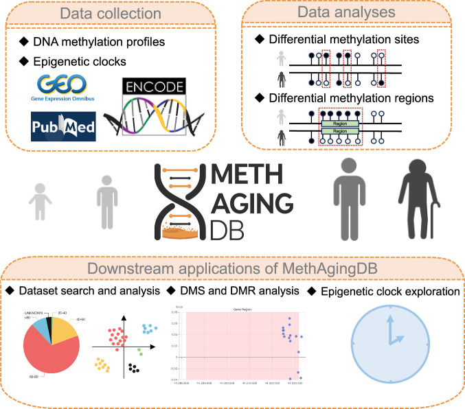 MethAgingDB: a comprehensive DNA methylation database for aging biology.