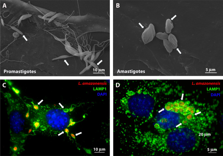New insights into the life cycle, host cell tropism, and infection amplification of <i>Leishmania</i> spp.