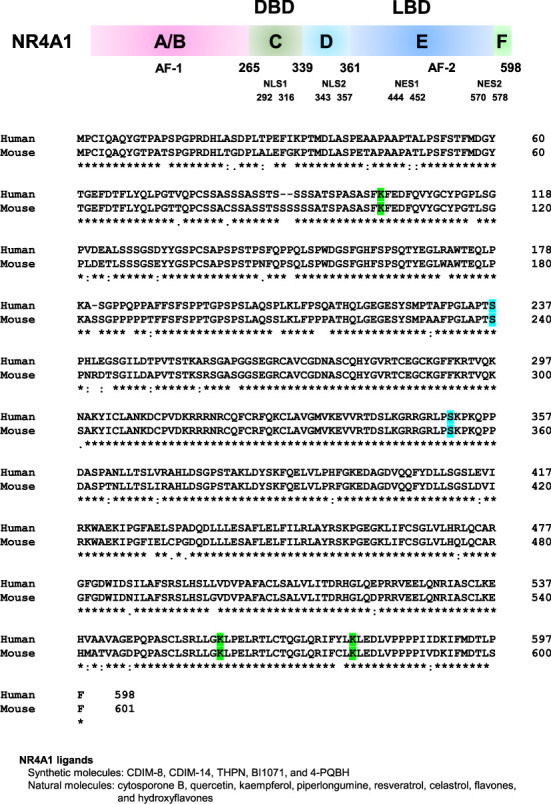 Functional Changes Associated With the Subcellular Localization of the Nuclear Receptor NR4A1.