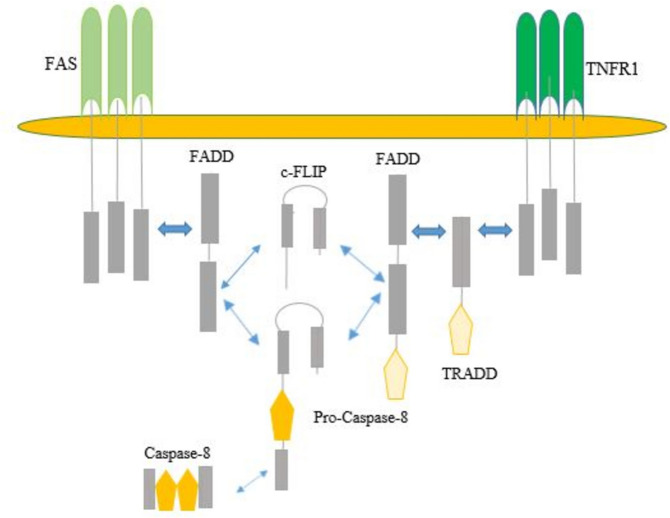 Premature ovarian insufficiency restoration after chemotherapy: current achievements and future prospects on its treatment or management.