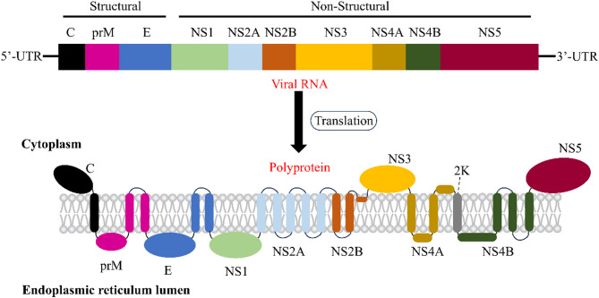 Metabolic characteristics in orthoflaviviral infections: unveiling pathogenic mechanisms and therapeutic targets.