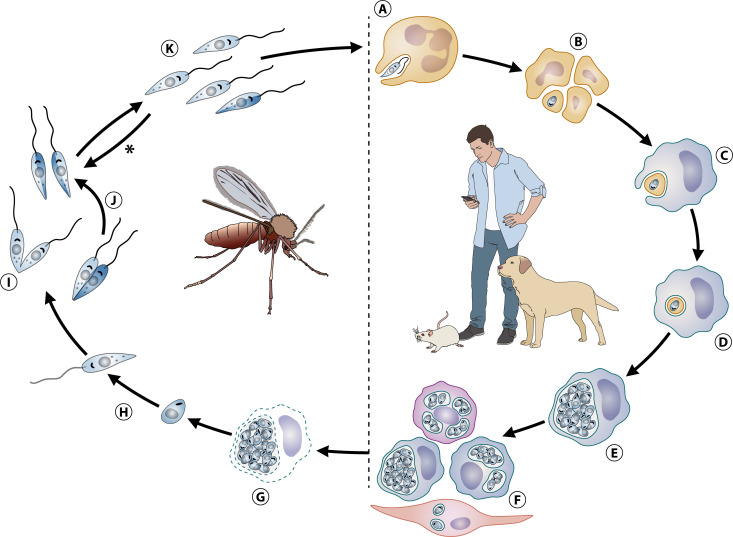 New insights into the life cycle, host cell tropism, and infection amplification of <i>Leishmania</i> spp.