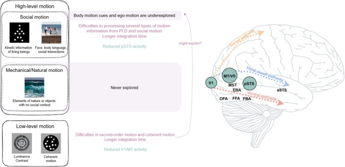 Motion Processing in ASD: From Low-Level Information to Higher-Level Social Information.