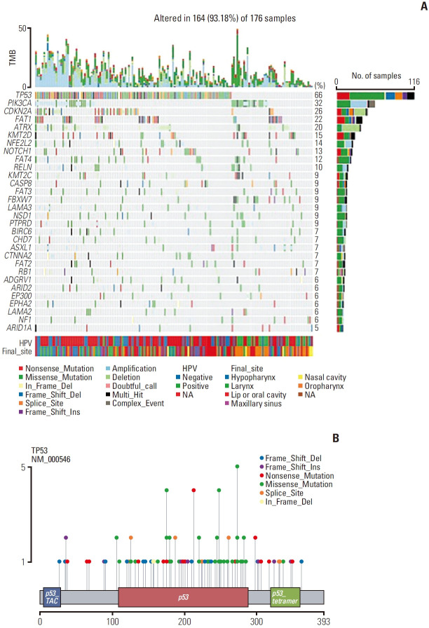 Clinical Impact of TP53 Mutations in Patients with Head and Neck Cancer Who Were Treated with Targeted Therapies or Immunotherapy.