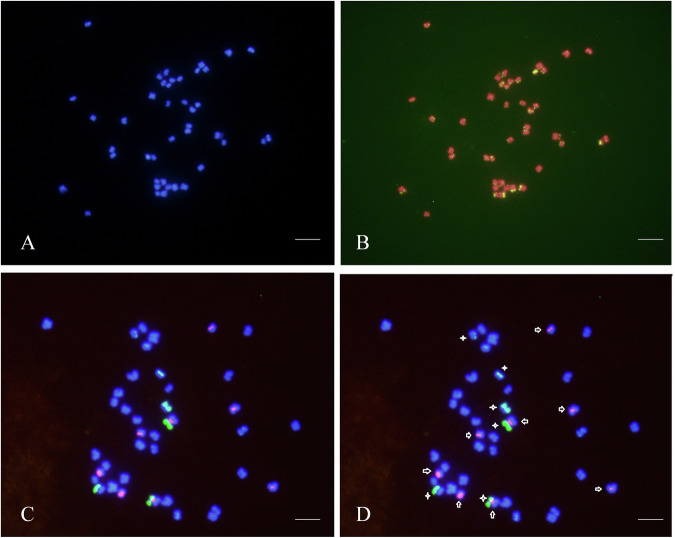 Chromosome-level genome assembly of the ornamental plant Alcea rosea.