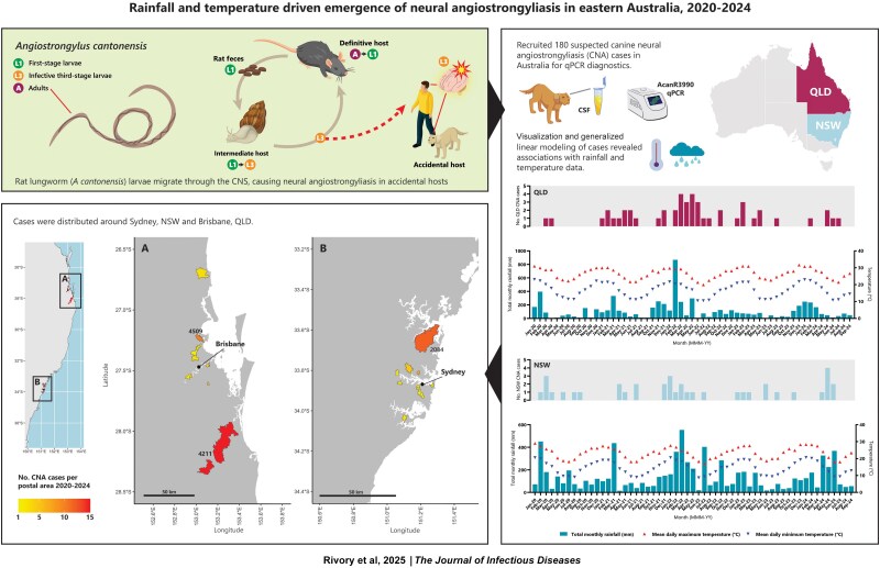 Rainfall- and Temperature-Driven Emergence of Neural Angiostrongyliasis in Eastern Australia, 2020-2024.