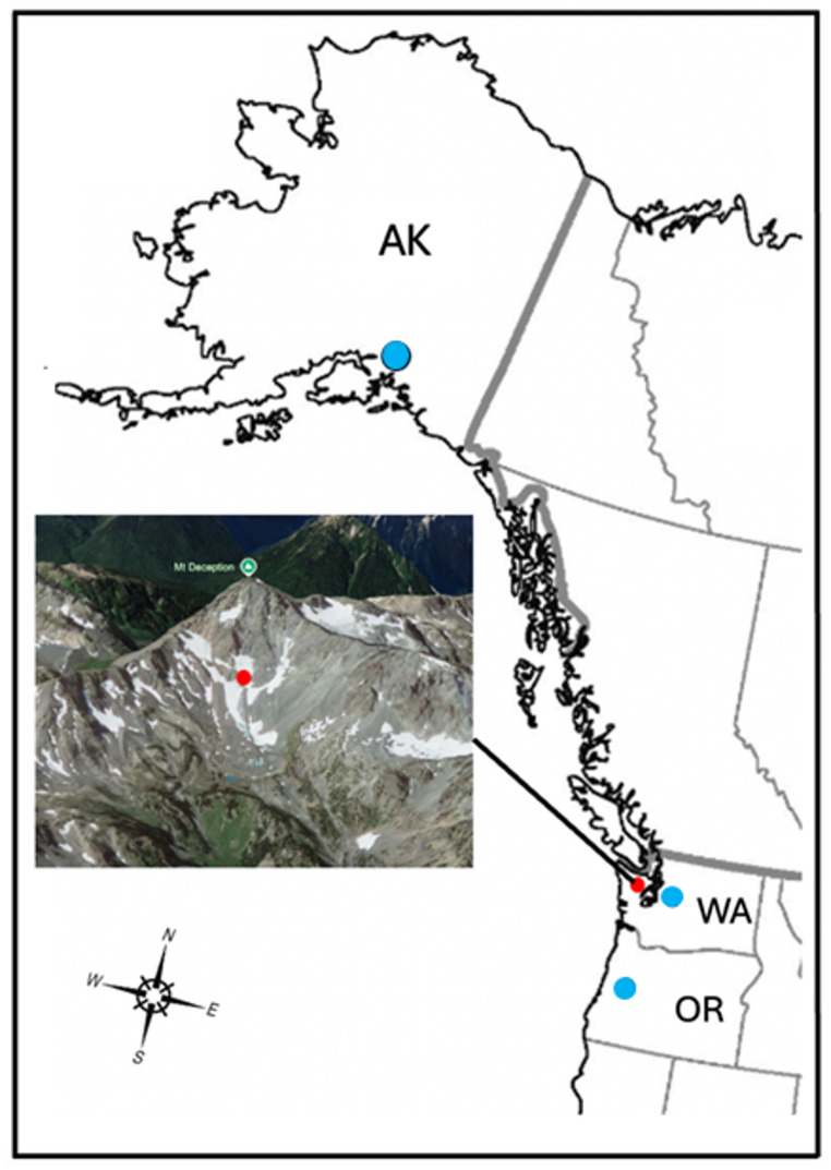 An ice inhabiting bdelloid rotifer from North America.