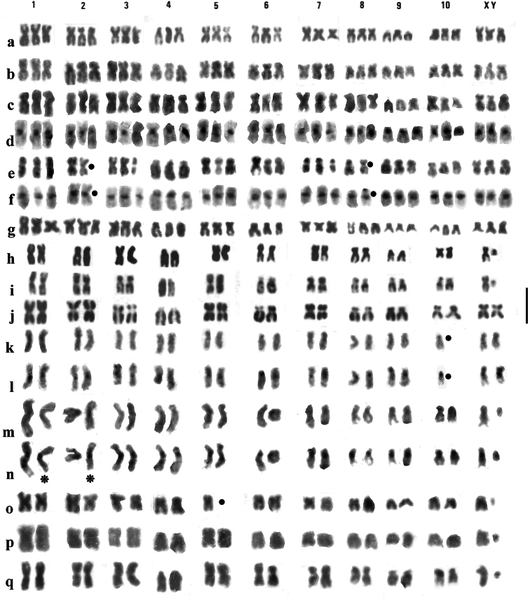 ﻿Triploid female <i>Helophorusbrevipalpis</i> Bedel, 1881 in Provence, France, with additional data on C-banding in both triploid and diploid material, and discussion of chromosomal variation in <i>H.brevipalpis</i>.