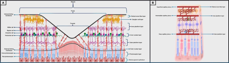 Clinical anatomy of the macula.