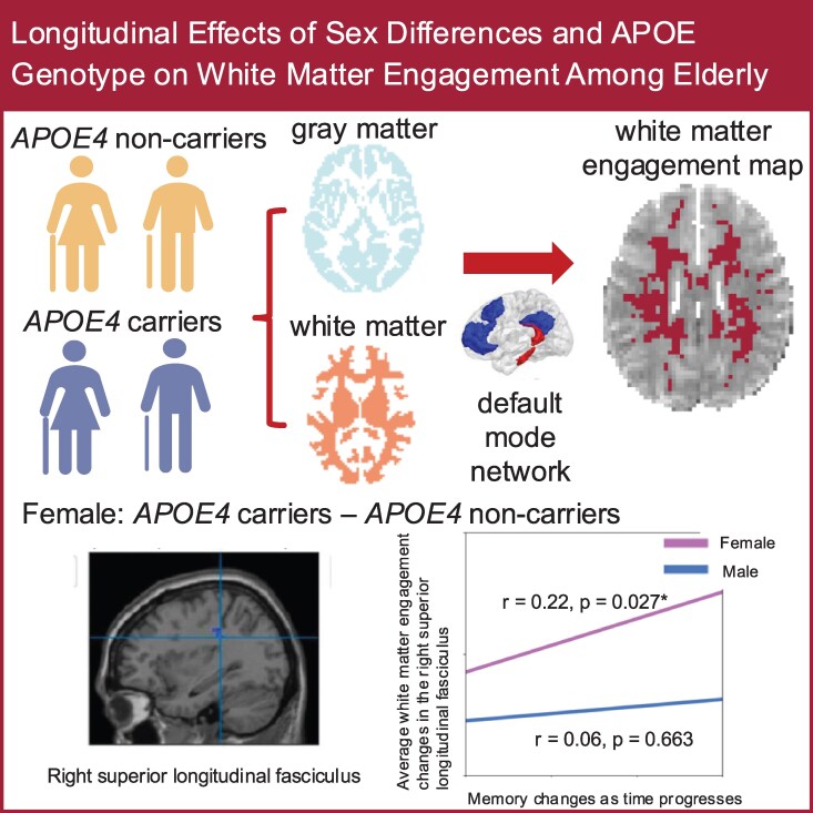 Longitudinal effects of sex differences and apolipoprotein E genotype on white matter engagement among elderly.