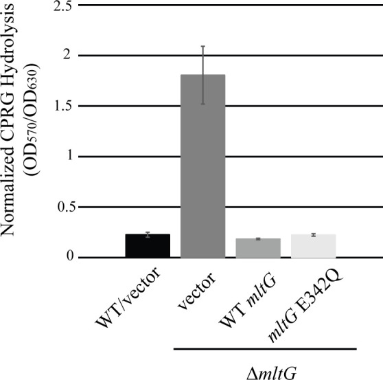 The cell wall hydrolase MltG is essential to maintain cell wall homeostasis of <i>Enterococcus faecalis</i>.