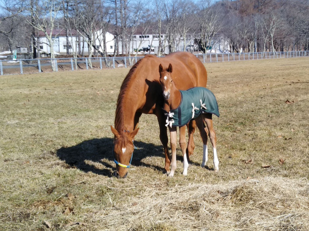 Effect of birth month on endocrine function in Thoroughbred foals born in Hokkaido, the northern part of Japan.