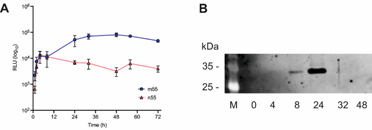 Identification of improved signal peptides for heterologous expression in Saccharomyces using a screen that exploits Gaussia luciferase.