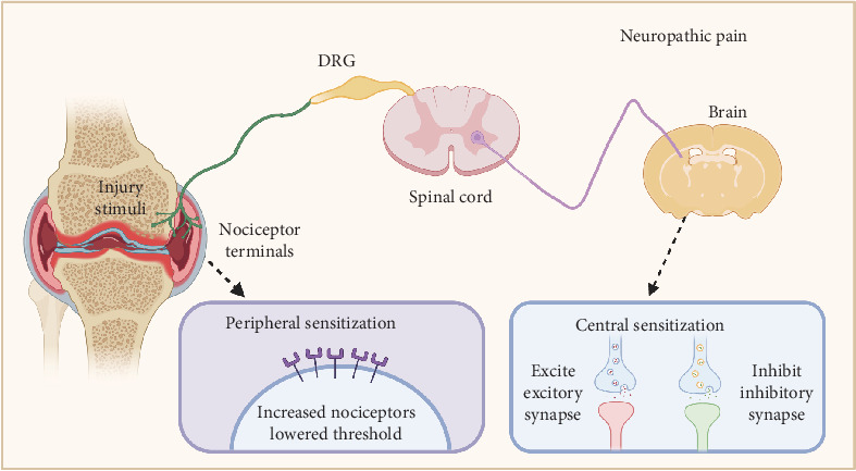 Dual Roles of Prostaglandin E2 (PGE2) in Bone Remodeling and Pain Management: Bridging the Gap in Osteoarthritis Research.