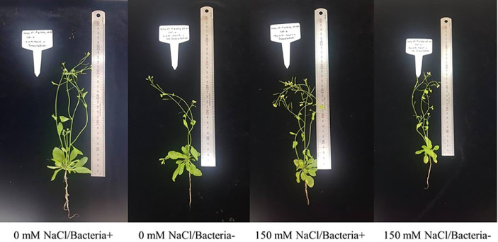 ACC Deaminase Producing <i>Methylobacterium oryzae</i> CBMB20 and Exogenous Trehalose Application Alleviate Salinity Stress in Arabidopsis.