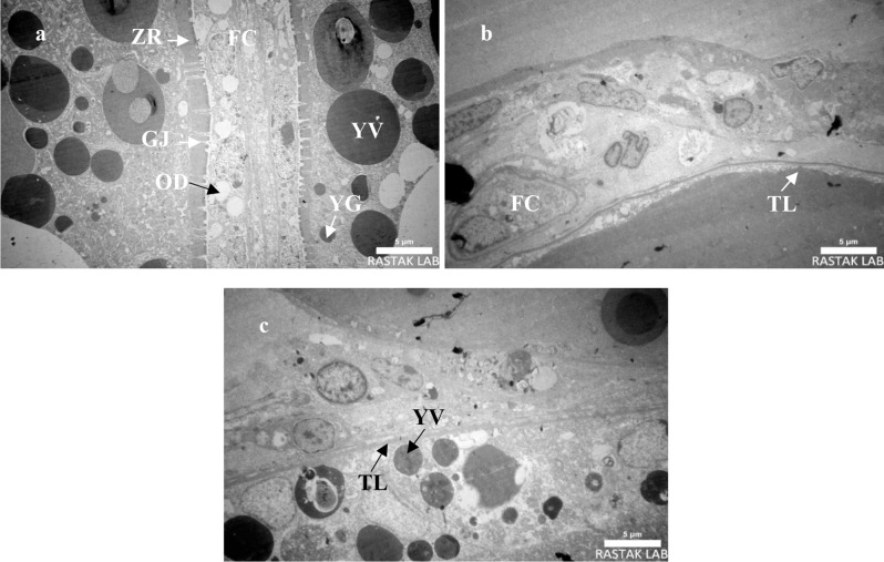 Methimazole-induced reproductive endocrine system disruption and hepatotoxicity: insights from a Trichogaster trichopterus animal model.