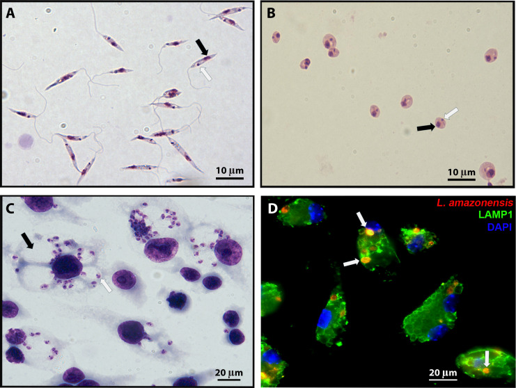 New insights into the life cycle, host cell tropism, and infection amplification of <i>Leishmania</i> spp.
