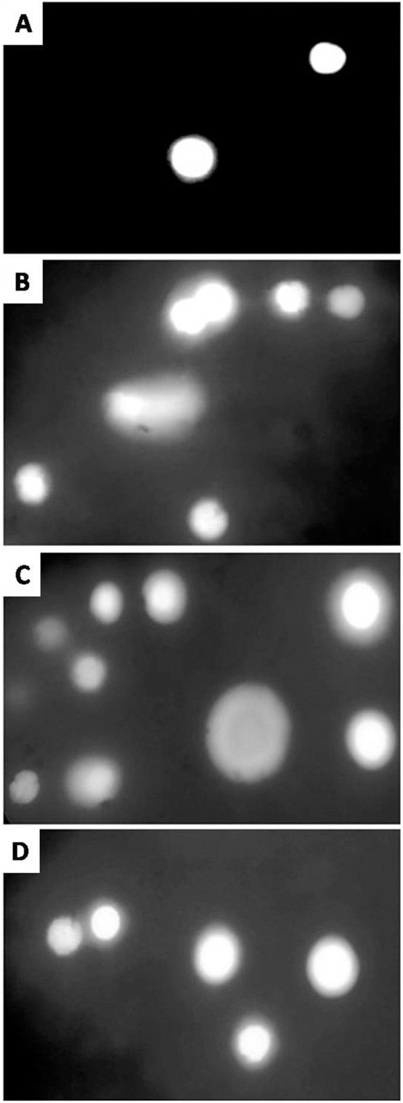 Environmental relevant concentrations of copper sulphate induce biochemical and molecular toxicity in Labeo rohita.