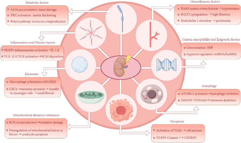 Traditional Chinese medicine in diabetic kidney disease: multifaceted therapeutic mechanisms and research progress.