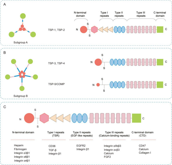 The mechanobiology of extracellular matrix: a focus on thrombospondins.