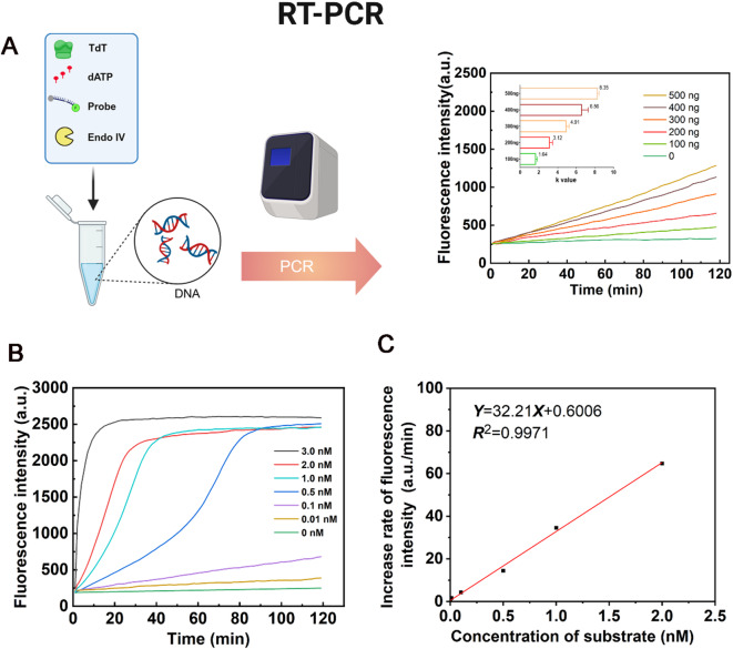 Non-invasive assessment of stem cell DNA integrity in response to environmental stressors.