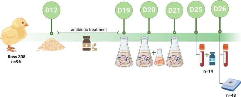 Proteomic profiling of dysbiosis-challenged broilers reveals potential blood biomarkers for intestinal health.