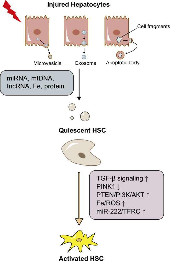 Communication initiated by hepatocytes: The driver of HSC activation and liver fibrosis.