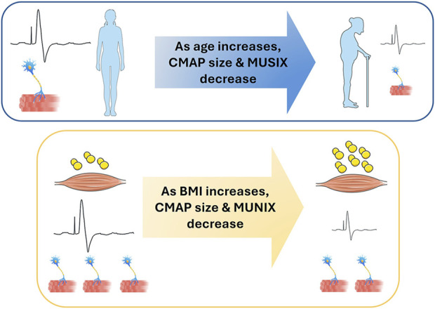 Impact of aging and body mass index on upper extremity motor unit number index and size.