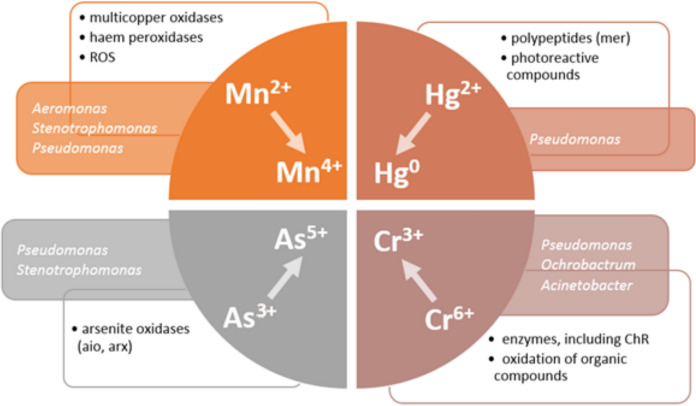 Biotransformation of As, Cr, Hg, and Mn by Pseudomonadota: chances and risks